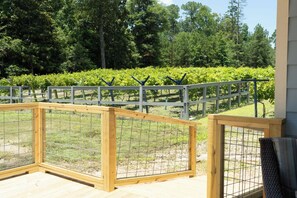 Vineyard
