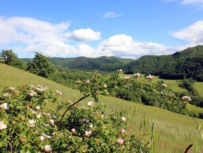 View from Holiday Home [summer]