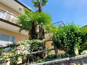 Plant, Sky, Window, Building, Vegetation, Arecales, Tree, Terrestrial Plant, Evergreen, Woody Plant