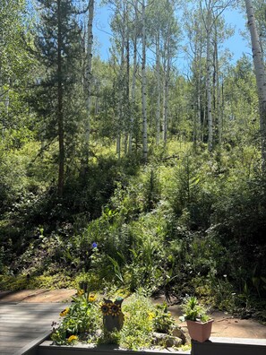 Back deck