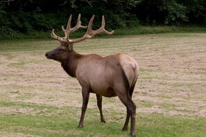 Nature's beauty; Grazing Elk in Maggie Valley 