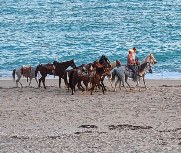 Horseys! Rides available. Just wave them in. 
View from your patio.