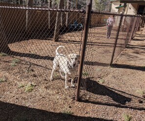 This lab loves the dog run!