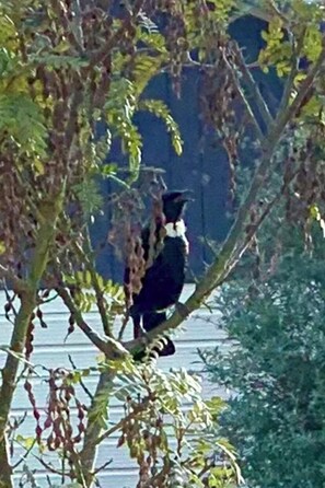 Tui in the garden by dining room table.
