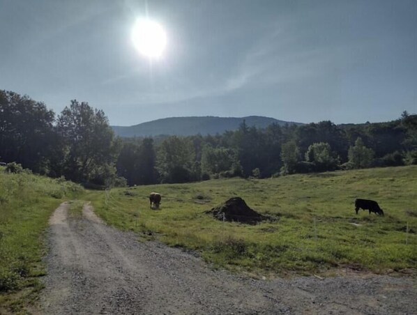 Boendeområde