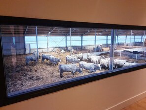 A window into real farm life: watch cows and rest from the comfort of your apartment.