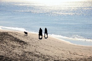 Take a leisurely stroll along the beach with your dog
