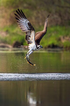 Osprey Catching Brown Trout