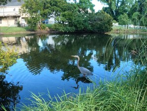Peaceful backyard oasis featuring a turtle pond and the natural beauty of Savannah wildlife.