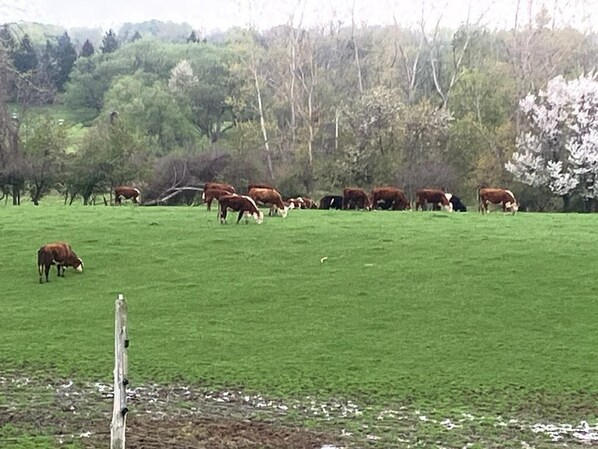 Crows grazing in the pasture.