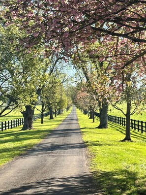 The long, tree lined lane that leads to the house. Great for walking!