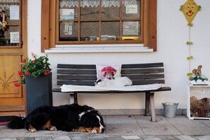 Animaux de compagnie acceptés