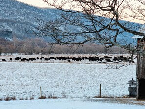 Cattle grazing in a nearby field