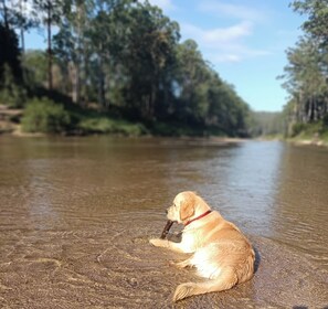 Grose River at your back door is great for kids, dogs and quite secluded. 