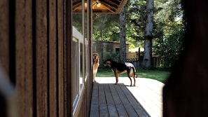 Yard freedom!