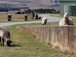 Sheep resting and grazing on the Railway Platform and Corridor