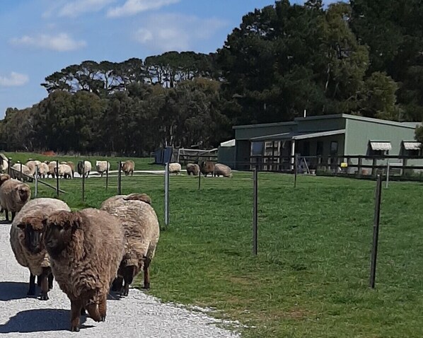 Your Farm Stay Cottage at Fleece Flock & Fibre