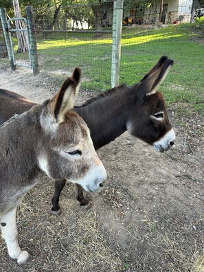 Our latest addition to Heartstone are these two cuties, be sure to take a selfie