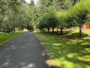 The road/private drive leading to The Cabin in the Woods Air BnB
