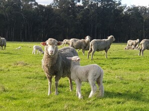 Lamb in Winter