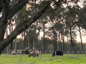 Winter Cattle