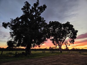 Sunrise Trees