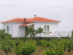 View from the vineyard
