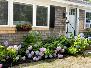 Front of house in bloom