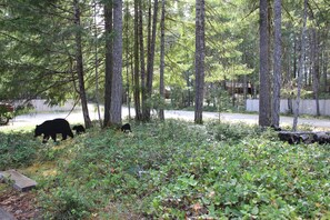 Bears are only decorative