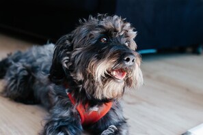 Pet-friendly
