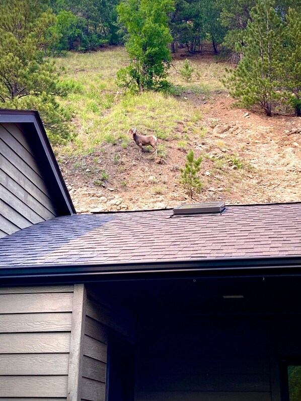 A young ram just outside the cabin. It is common to see them up on the bluff.