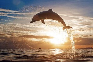 Dolphin
