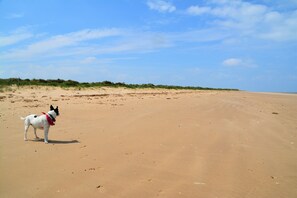 Blossom Cottage, Brancaster: Titchwell beach - just a few minutes away.