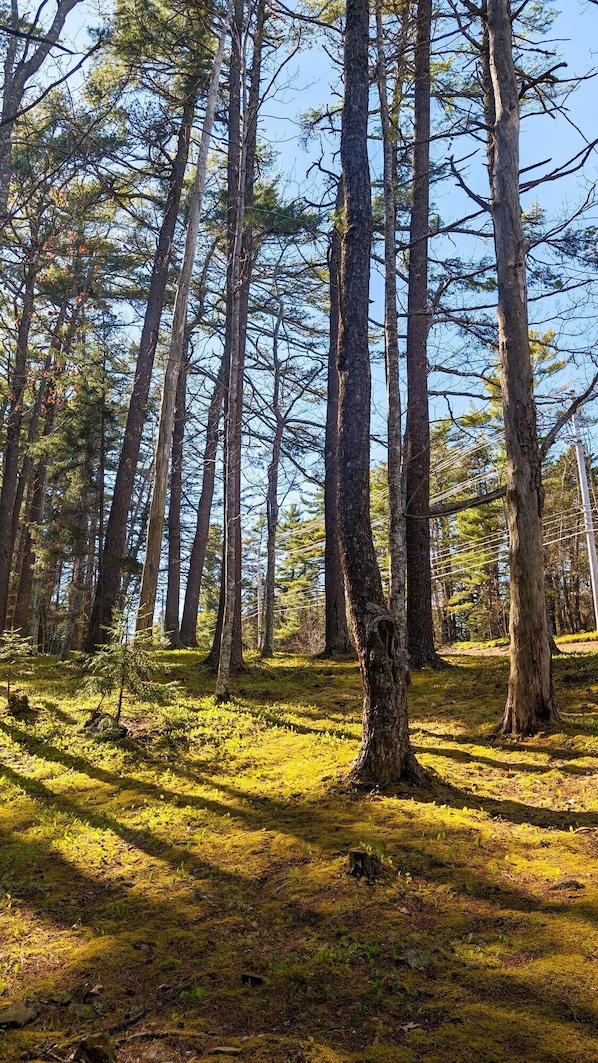 trees202