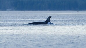Watch killer whales, humpback whales and dolphins from your backyard
