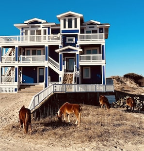 Wild horses out front of the house