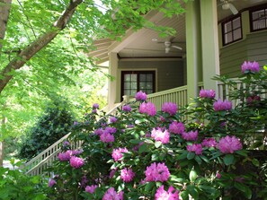 Gorgeous rhododendron blooms by the covered front porch.
