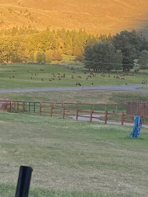 A herd of elk across the highway, frequent visitors .