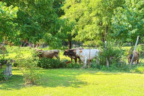 On-Site Cattle | Fire Pit | Covered Patio | Outdoor Dining Area | Covered Deck