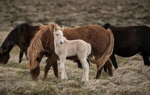 Our foals are born out side the cottage.
