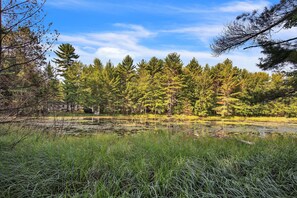 Land, Nature, Outdoors, Fir, Tree
