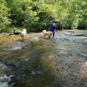 Bold creek near hiking trail. Great for fishing and relaxing!