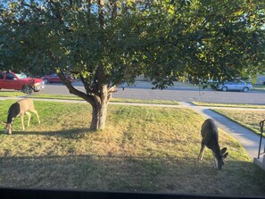 Some of our friendly neighbors