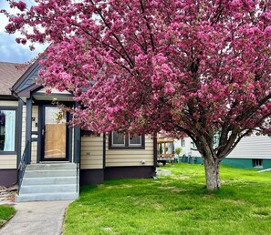 The crabapple tree is in full bloom!