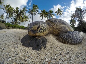 Our coastline is a nesting spot for 1,200 pound leatherback sea turtles, 400-pound green turtles and 250 pound loggerheads. Photo credit @jeremybishop