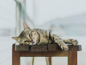 Pet-friendly amenities