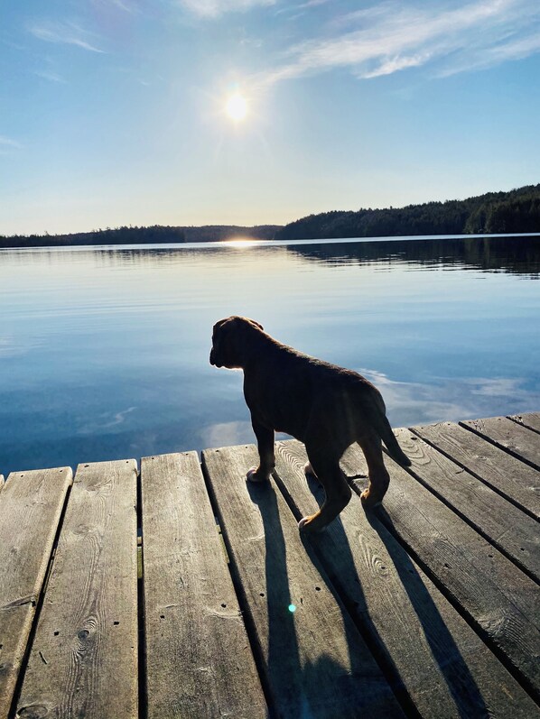 Pet-friendly