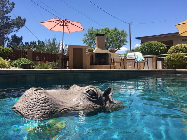 Marvin the Hippo