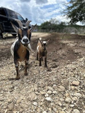 The goats here on the ranch love meeting new people, and making new friends!