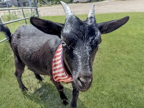 Baby may not always wear her ribbon around, but she'll show you the charm that earned it!